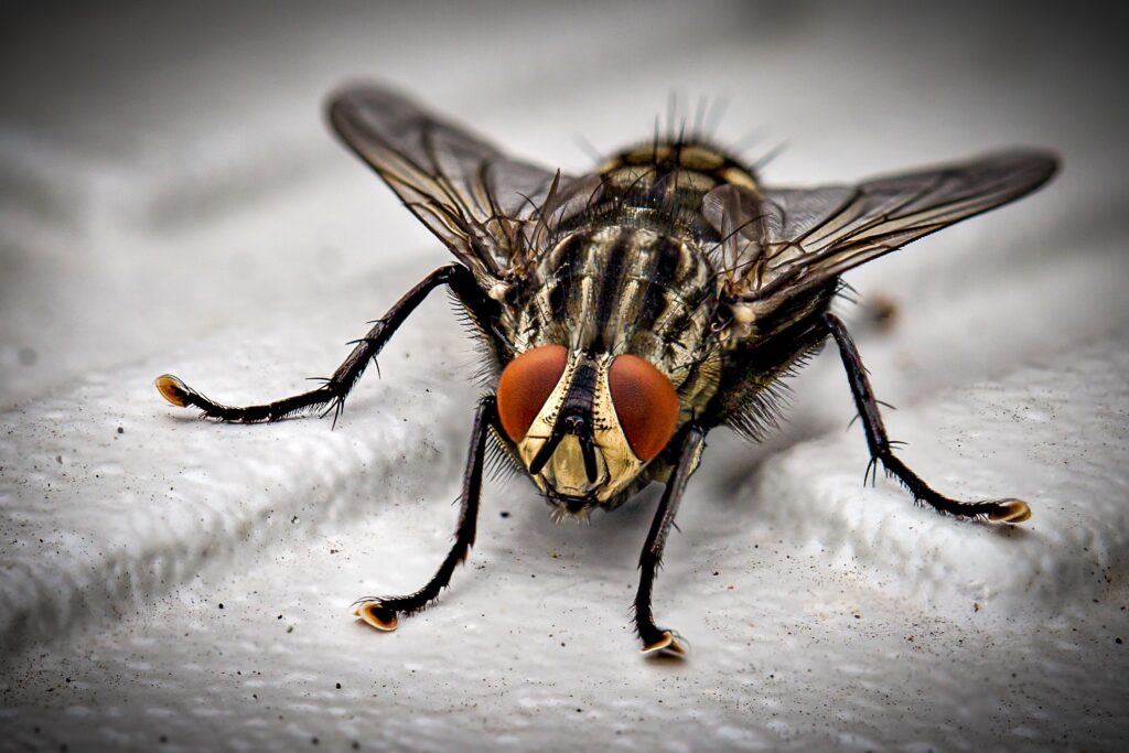 Comment se débarrasser des pupes de mouche à la maison